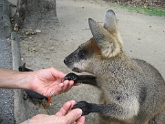 083 Port Douglas Wildlife Habitat
